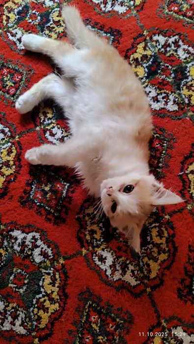 Котят в хорошие рук