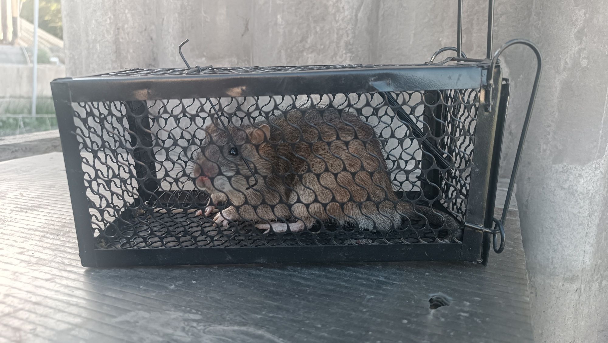 Ловушка для крысы и мышей