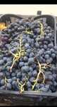 Vindem struguri de vin