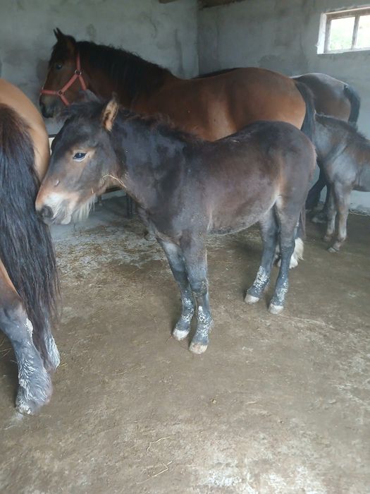 Mînz de vânzare de 4 luni 45 milioane
