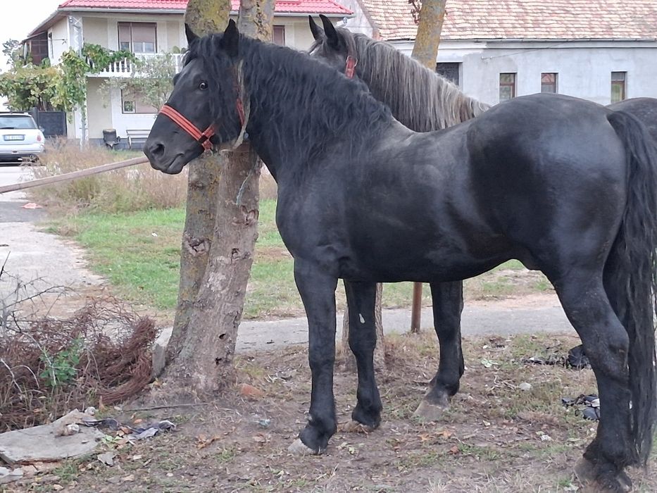 Vând armasar de 5 ani 175 la greabăn