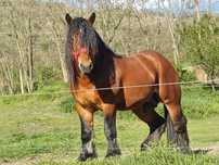 Oferta vand 4 cai la pachet