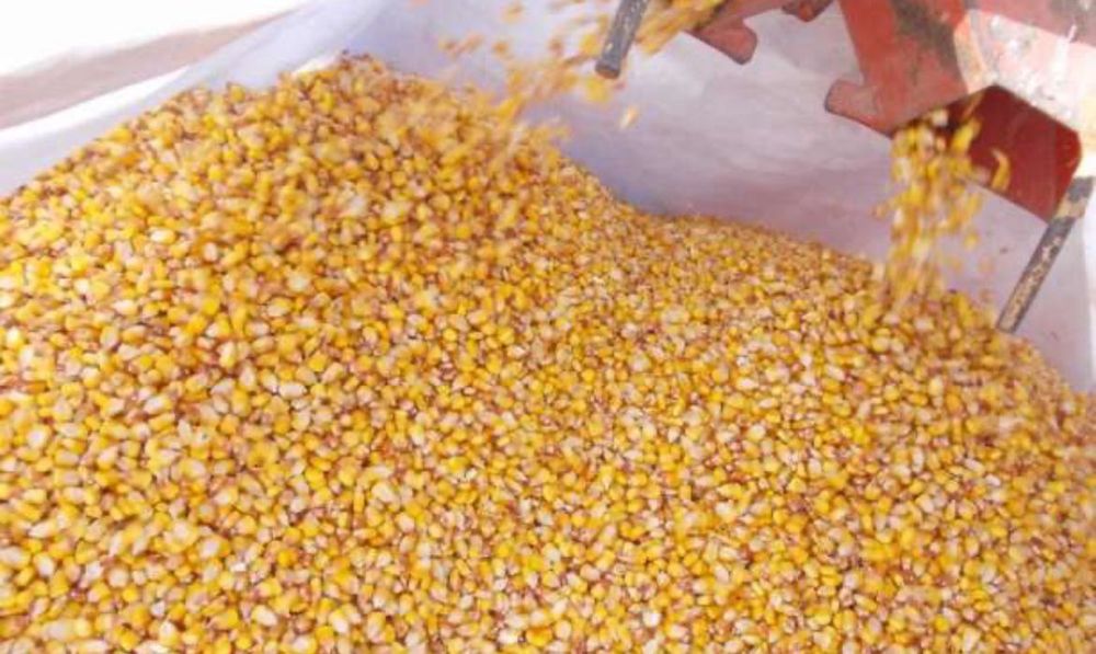 Vând porumb pioneer