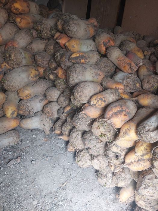 Sfecla furajera BIO 3 tone