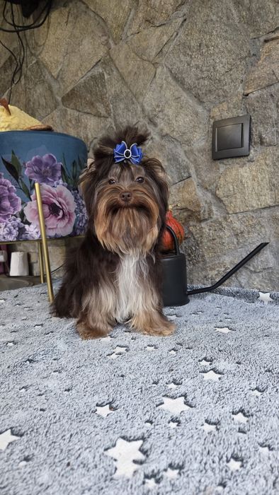 Шоколадов йоркширски териер