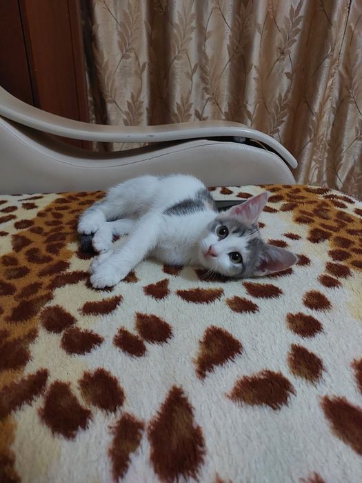 Отдам котенка в хорошие руки