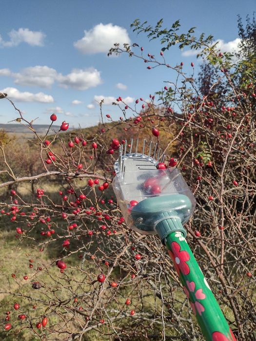 Pieptene de cules măceșe (piaptan maciese)