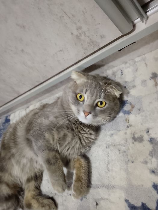 Qōshtirish uchun: scottish fold zoti 450mingdan