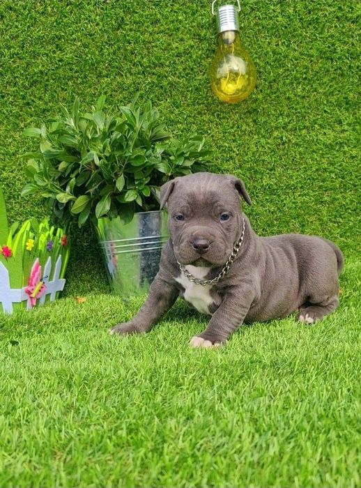 Amstaff blue din parinti de exceptie cu pedigree
Carnet de sanatate,