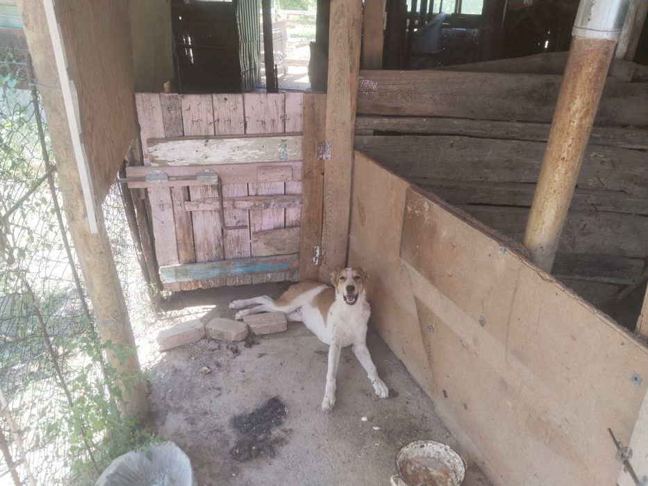 Гарантия собакаь