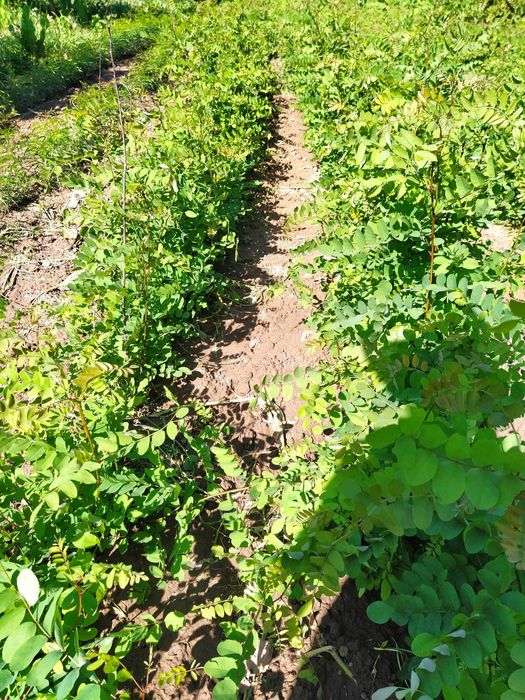 Puieți salcâm anul 1