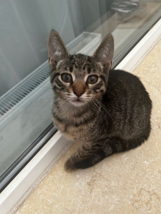 Adoptie pisoi 4 luni