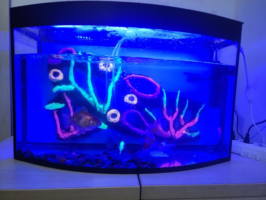 Akvarium, baliqlari bilan