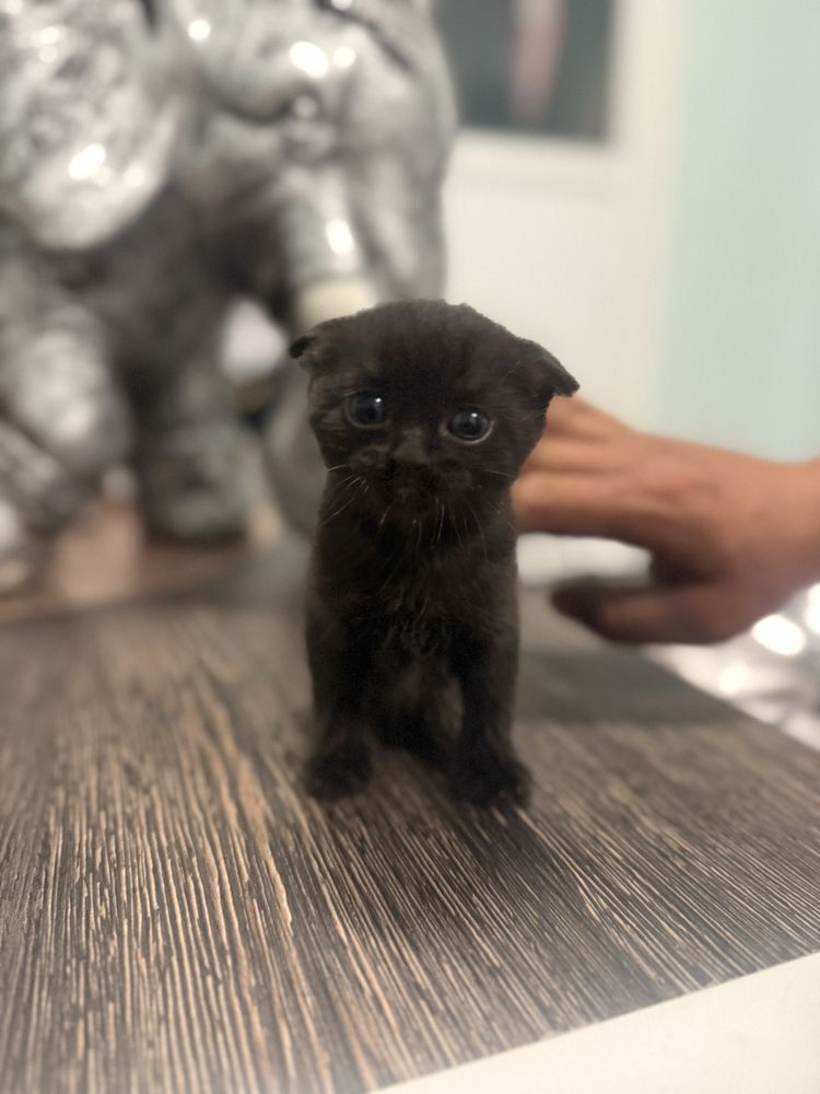 British Shorthair, Мъжко