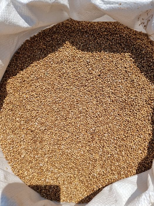 Продавам заготвен кориандър и семена