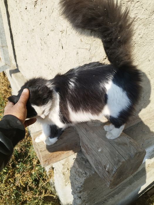 Мушук сотилади жуда ёкимтой еркак хали йош