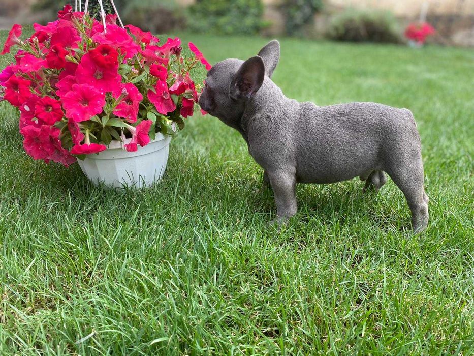 Femela bulldog francez blue