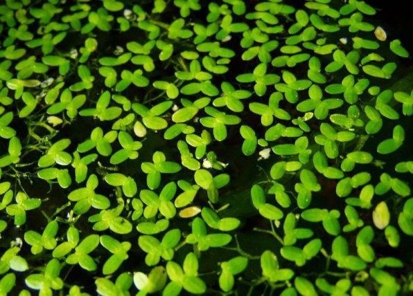 Растение Ряска аквариумная