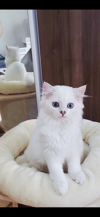 British longhair pedigree baiat superb, cu ochii albastri