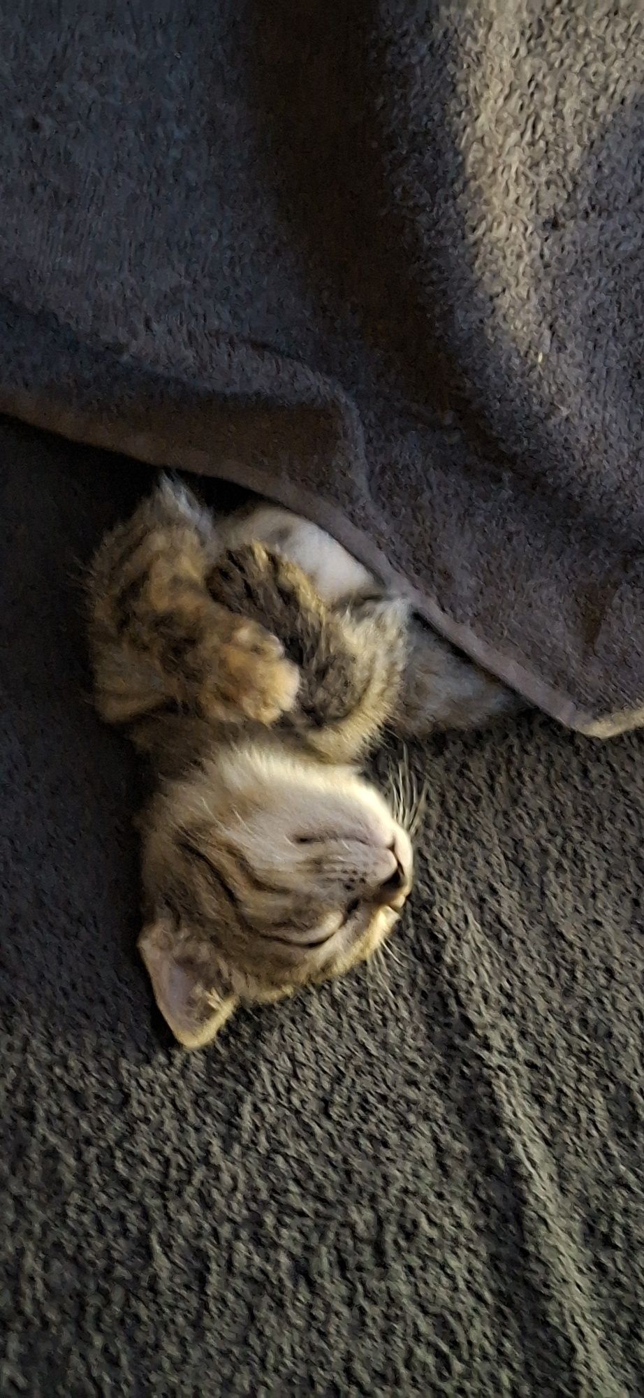 Котенок в хорошие ручки