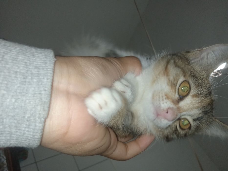 Ақ пышық сатылады