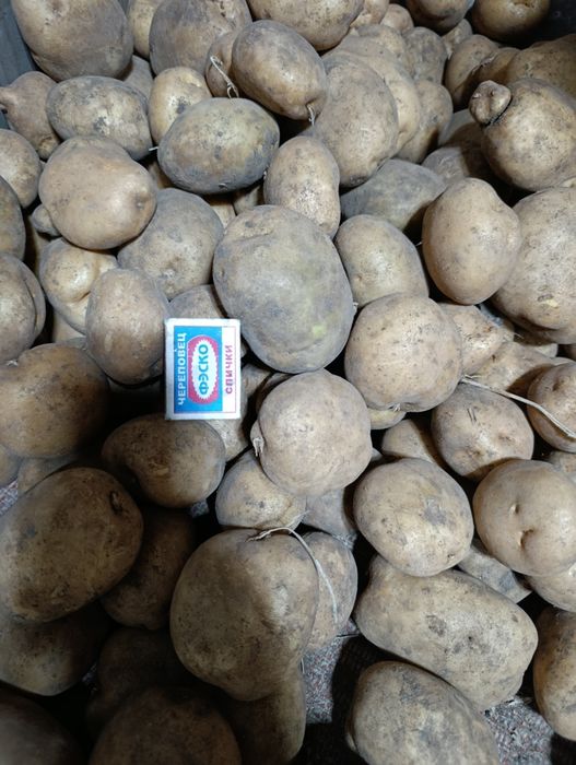 Продам домашний картофель .