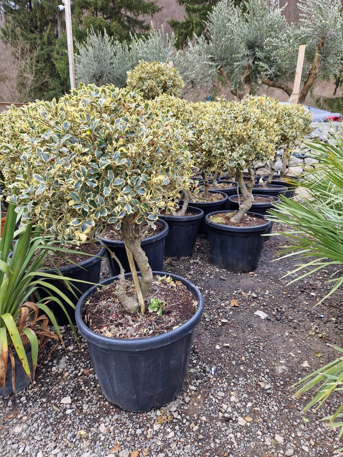 ilex argentea marginata ( variegata )  ilex pe trunchi, pe tija, glob