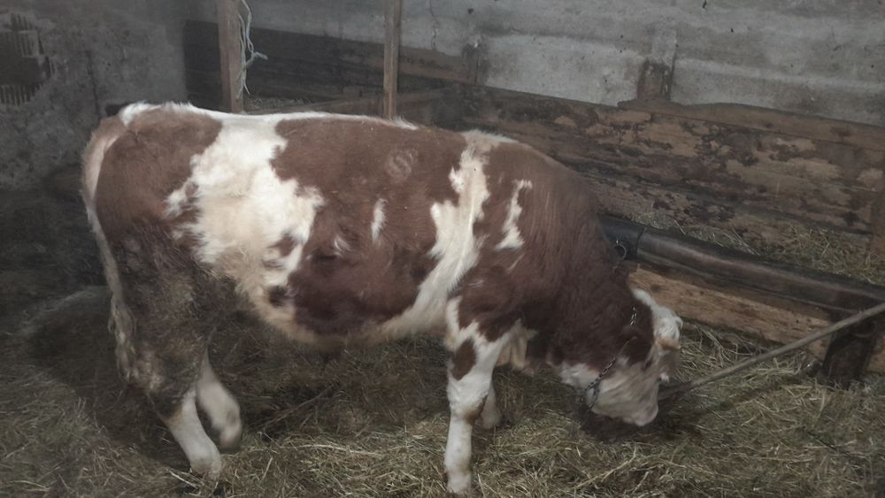 Vând viel pt abatorizare