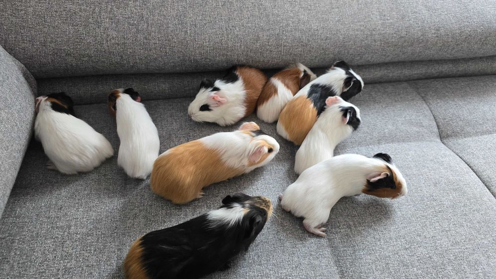 Pui de porcusori de Guineea!