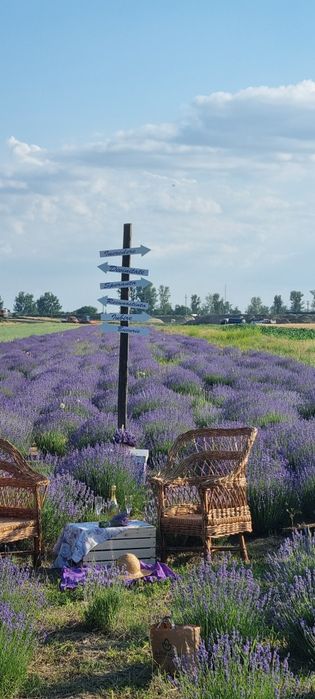 Tufa lavanda de 4 ani plantata
