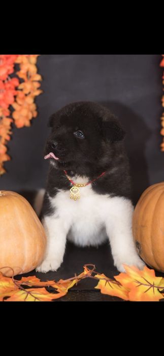 Продам Щенков Американской Акиты