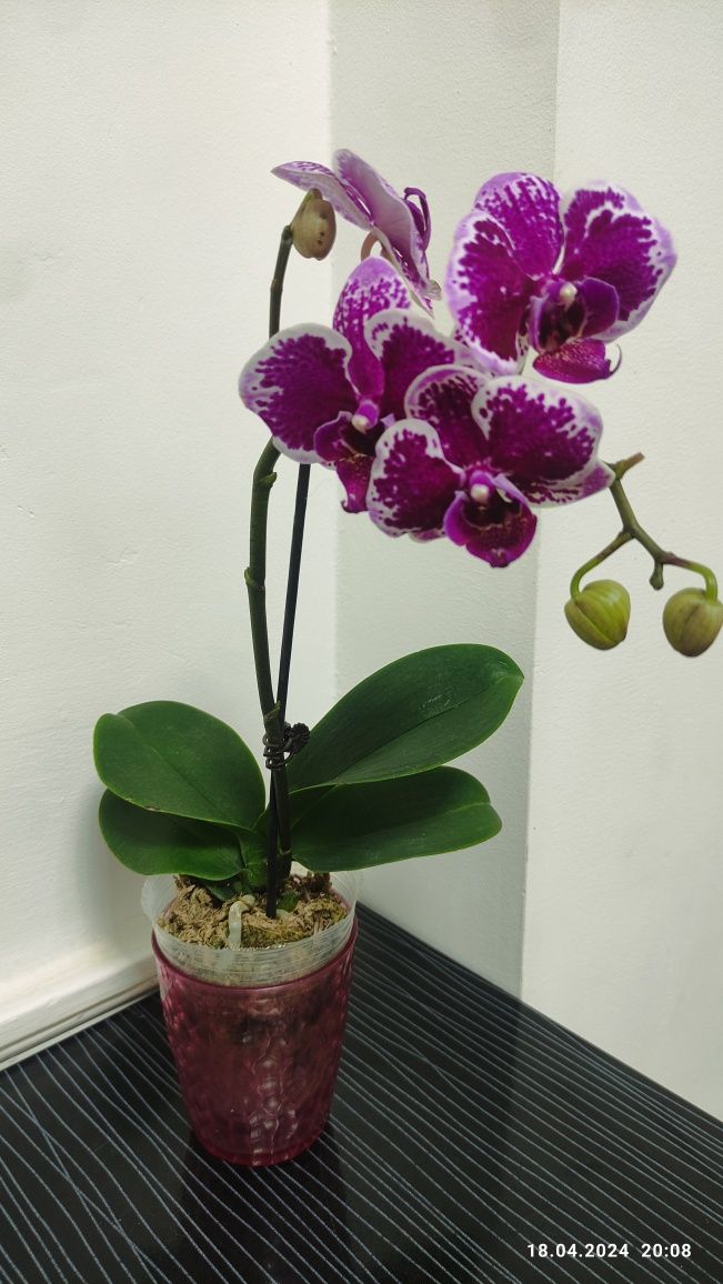 Орхидея /Phalaenopsis Orchid/ 39см
миди 39см
красивый богатый вид,
кор