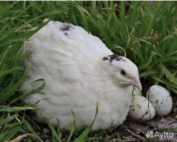 Яйцо инкубационноя белая гигант перепелка бедана тухуми инкубаторга