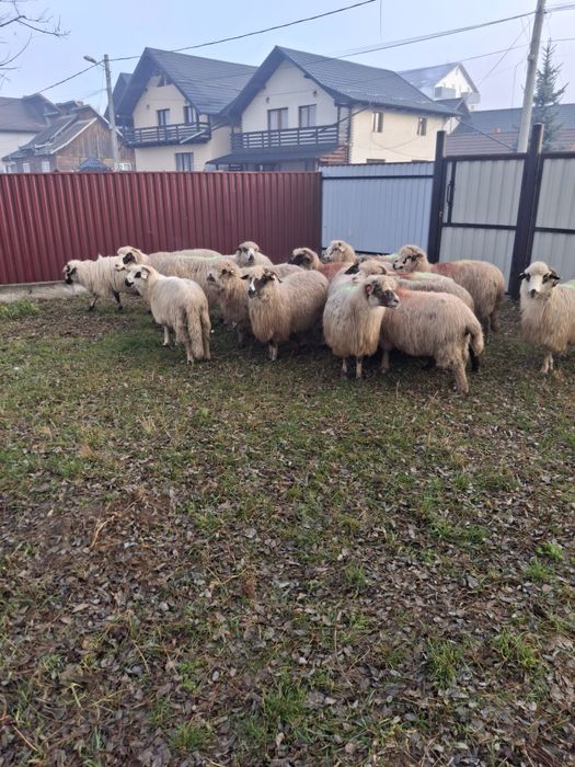 Vând 13 oi de ținut