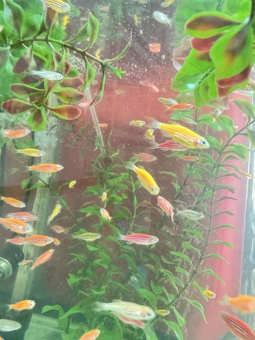 Продам аквариумных рыб