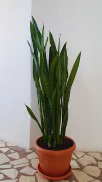 Limba soacrei (sansevieria) 110cm