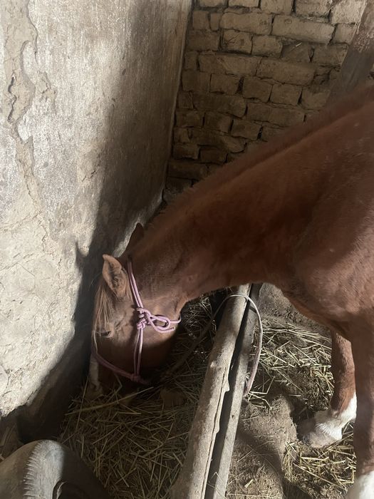 Ат сатылады срочна