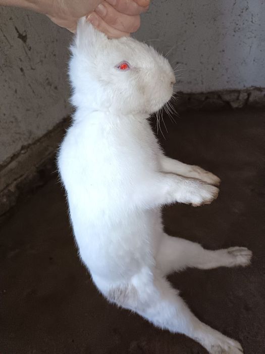 Quyon lar sotiladi. 3 дона эркак ва аёли бор