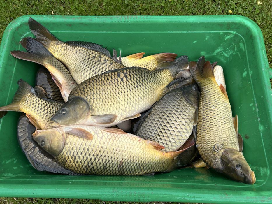 Crap de populat/consum.