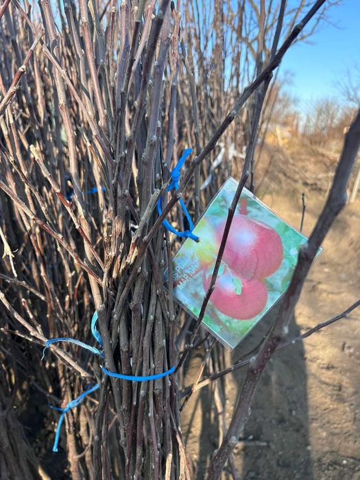 Vând pomi fructiferi