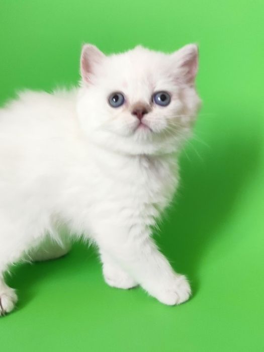 Котята с родословной