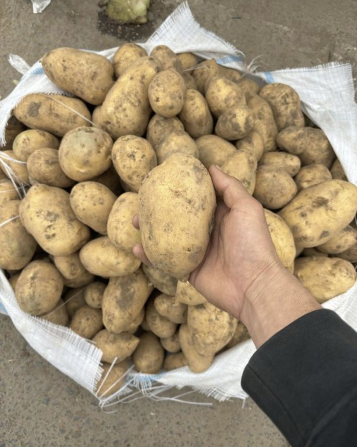 Продам дачную картошку сорт Гала