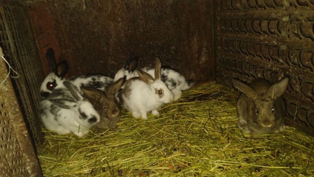 Quyon bolalari sotiladi