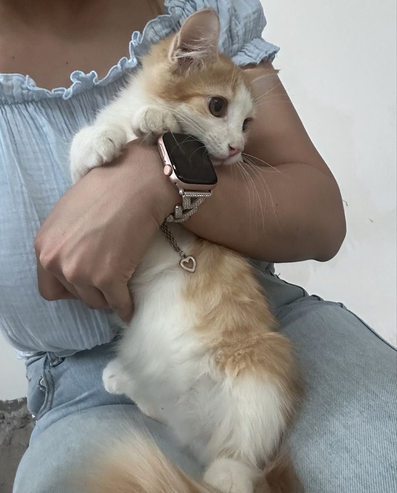 Отдам  даром котёнка