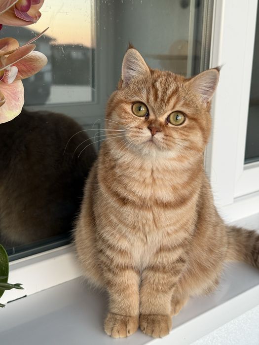 British Shorthair