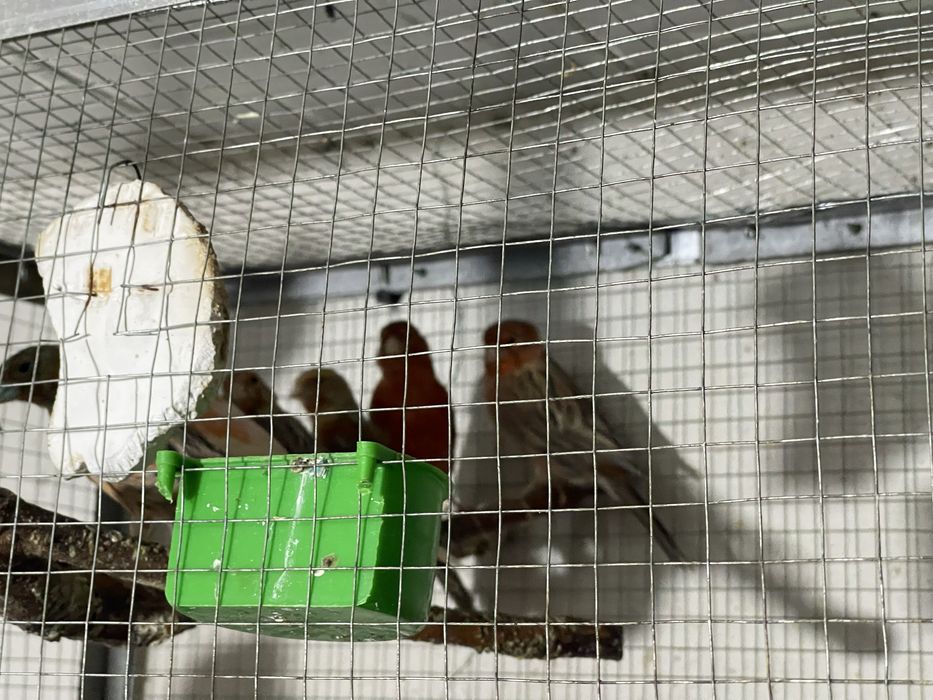 канарейка мода чорный красный мазайка