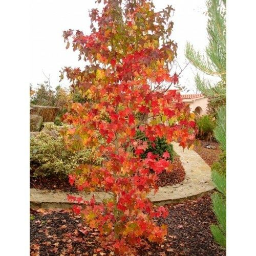 Pomi Ornamentali  liquidambar arborele de guma