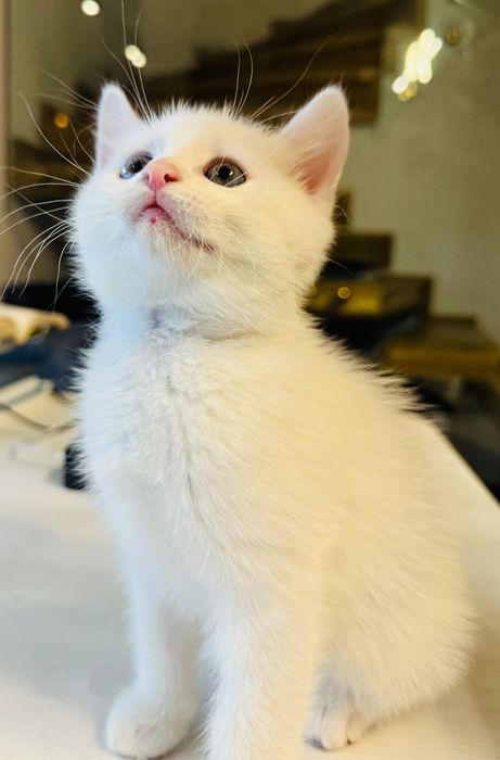 White Persian Angora Kitten 7-Weeks Old - White Pisicuță Angora