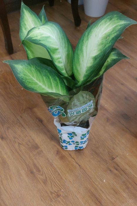 Цветы Диффенбахия