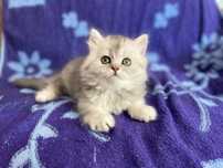 Шотландский скоттиш страй